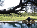 Kruger Park Lodges